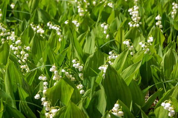 Fototapeta premium background of Lily of the valley flowers on a Sunny day