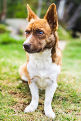 Portrait of a dog