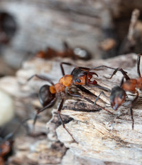 big forest ants in a native habitat