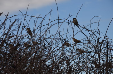 Birds on a tree branch
