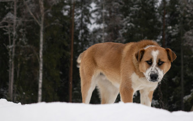 Big red dog in the snow on a hill against a forest background