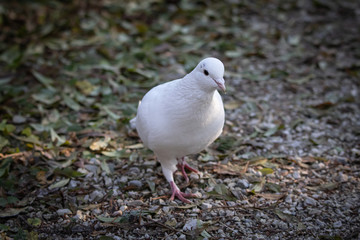 beautiful white pigeon in forest