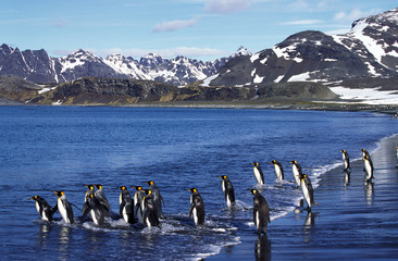 MANCHOT ROYAL aptenodytes patagonica