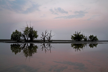 Trees and evening reflections on the beach