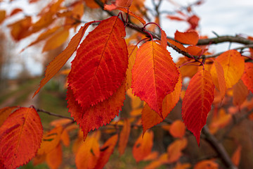 Fototapeta na wymiar Close-up of beautiful autumn leaves on a branch.