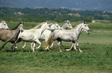 LIPIZZAN