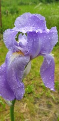 schwertlilie iris