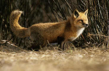 RENARD ROUX vulpes vulpes