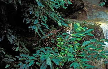 JAGUAR panthera onca