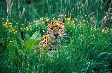 PANTHERE LEOPARD panthera pardus