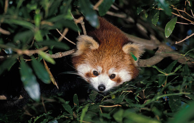 PETIT PANDA ailurus fulgens