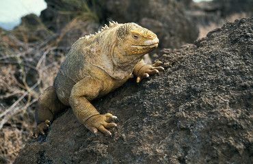 IGUANE TERRESTRE DES GALAPAGOS conolophus subcristatus