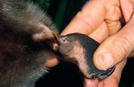 ORNITHORYNQUE ornithorhynchus anatinus