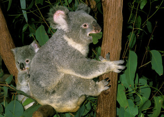 KOALA phascolarctos cinereus