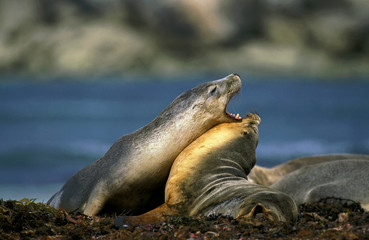 LION DE MER AUSTRALIEN neophoca cinerea