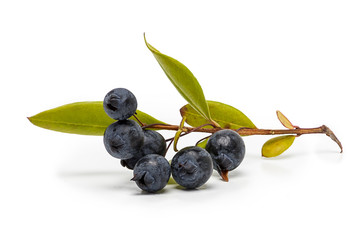 myrtle berries and branch isolated on white - obrazy, fototapety, plakaty