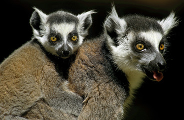 MAKI CATTA lemur catta