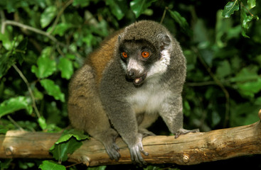 LEMUR MONGOZ lemur mongoz