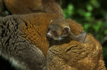 LEMUR A FRONT BLANC eulemur fulvus albifrons