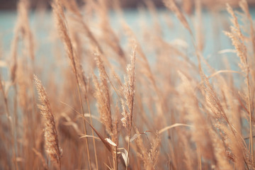 Fototapeta premium Dry grass and reeds in the landscape, beautiful natural yellow background, sun