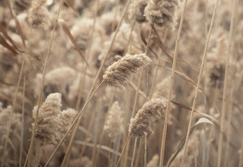 Fototapeta premium Dry grass and reeds in the landscape, beautiful natural yellow background