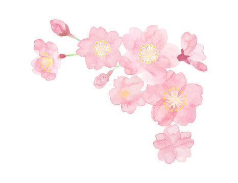 Watercolor flame illustration of cherry blossoms painted by hand