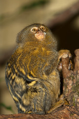 OUISTITI PYGMEE callithrix pygmaea