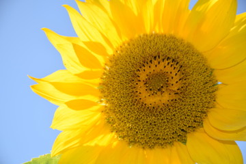 Sunflower natural background, flowering sunflower, sunflower oil
