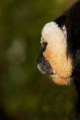 SAKI A FACE BLANCHE pithecia pithecia