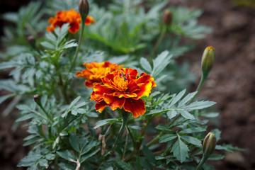 Red marigolds flowers on a green background, floral background (Tagetes erecta, Mexican marigold, Aztec marigold, African marigold). Selective focus. Close up.