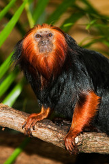 TAMARIN LION A TETE DOREE leontopithecus chrysomelas