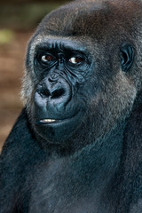 GORILLE DE PLAINE gorilla gorilla graueri © slowmotiongli