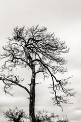 tree on L'Etoile mountain, black and white