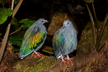 PIGEON DE NICOBAR caloenas nicobarica