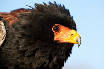 AIGLE  BATELEUR terathopius ecaudatus