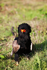 AIGLE  BATELEUR terathopius ecaudatus