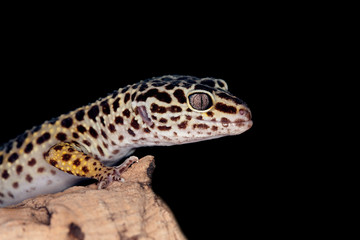 GECKO LEOPARD eublepharis macularius