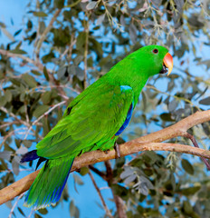 ECLECTUS eclectus roratus