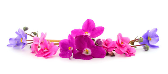 Obraz na płótnie Canvas Violets beautiful flowers, background.
