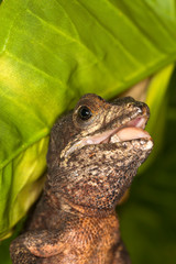 Obraz premium BASILIC BRUN basiliscus vittatus