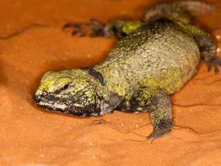 FOUETTE QUEUE uromastyx acanthinurus © slowmotiongli