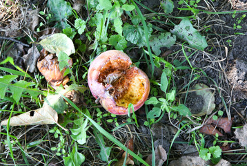 Rotten apples lying on the grass. Ecological fruit outdoors.