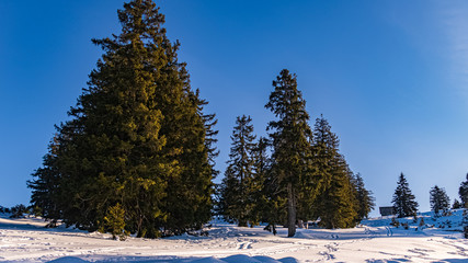 Beautiful winter wonderland at the famous Predigtstuhl, Bad Reichenhall, Bavaria, Germany