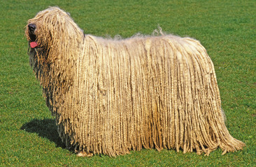 BERGER HONGROIS KOMONDOR