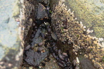 mollusks, crabs, brown 