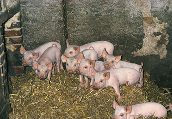 COCHON LARGE WHITE