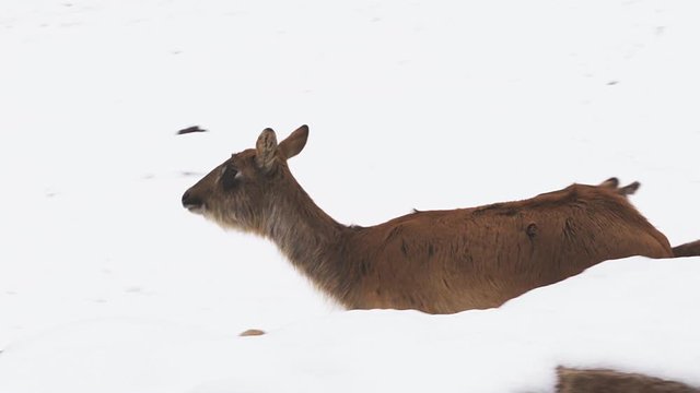Antelope Nile Lechwe group (latin name Kobus Megaceros) are walking on the snow. Animal similar to gazelle are living naturally in Sudan or Ethiopia. Female has brown color, male is dark brown. 