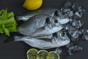 Raw fish dorado. Three Raw fish fillet and lemon on ice on dark background , mediterranean cuisine