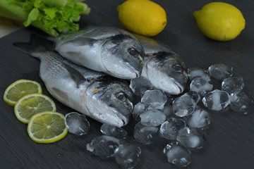 Raw fish dorado. Three Raw fish fillet and lemon on ice on dark background , mediterranean cuisine