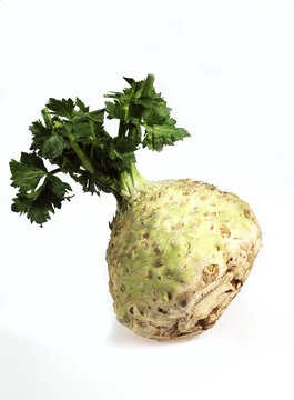 CELERI RAVE apium graveolens
